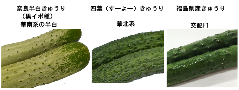 キュウリについて ちくわpopブログ