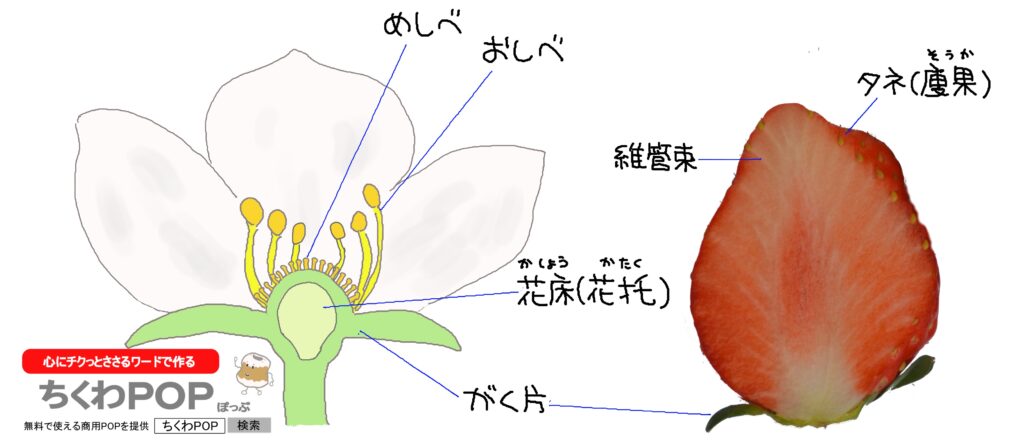 「イチゴ」について ① – ちくわPOPブログ