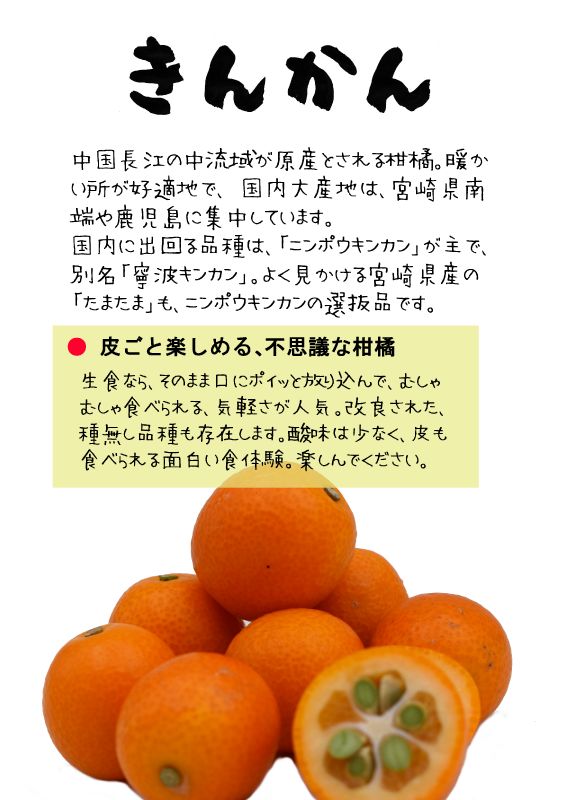 きんかん　金柑｜心にチクっとささるワードで作る「ちくわPOP（ちくわぽっぷ）」｜農産物直売所やスーパーの青果売り場の活性化に！農に特化したPOPが無料!!