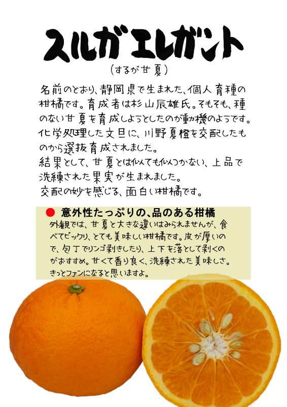 スルガエレガント　するが甘夏　202603TX｜心にチクっとささるワードで作る「ちくわPOP（ちくわぽっぷ）」｜農産物直売所やスーパーの青果売り場の活性化に！農に特化したPOPが無料!!