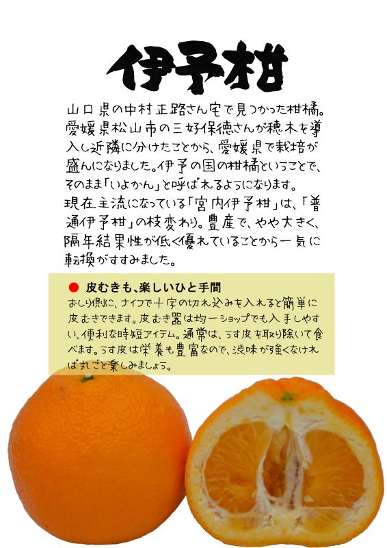 いよかん　伊予柑　TX｜心にチクっとささるワードで作る「ちくわPOP（ちくわぽっぷ）」｜農産物直売所やスーパーの青果売り場の活性化に！農に特化したPOPが無料!!