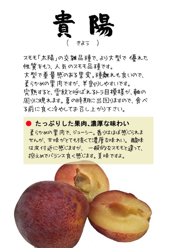 貴陽　きよう　スモモ　TX｜心にチクっとささるワードで作る「ちくわPOP（ちくわぽっぷ）」｜農産物直売所やスーパーの青果売り場の活性化に！農に特化したPOPが無料!!