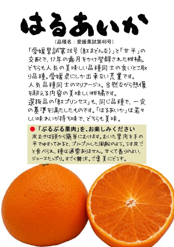 はるあいか　愛媛果試第48号　紅プリンセス　202603TX｜心にチクっとささるワードで作る「ちくわPOP（ちくわぽっぷ）」｜農産物直売所やスーパーの青果売り場の活性化に！農に特化したPOPが無料!!