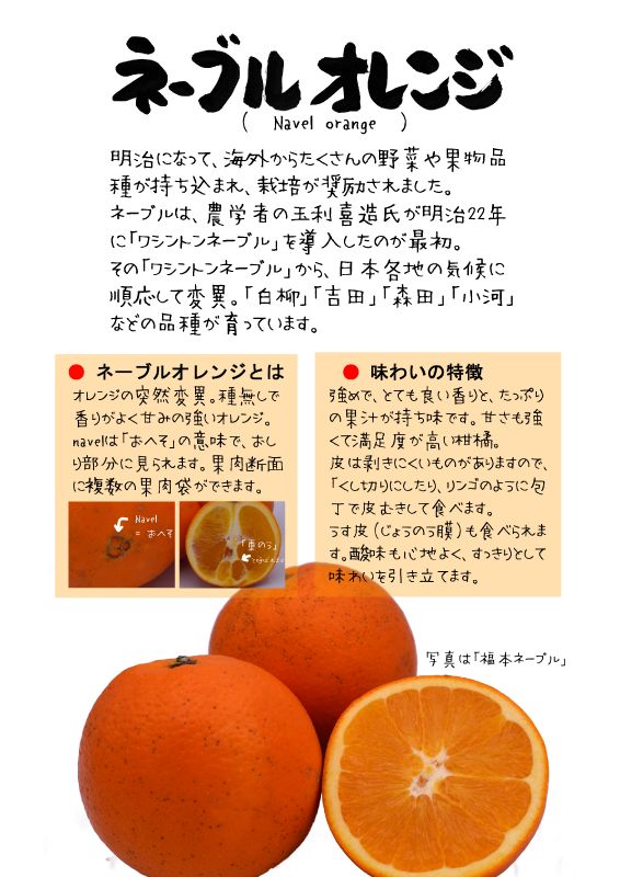 ネーブルオレンジ　navel orange TX｜心にチクっとささるワードで作る「ちくわPOP（ちくわぽっぷ）」｜農産物直売所やスーパーの青果売り場の活性化に！農に特化したPOPが無料!!