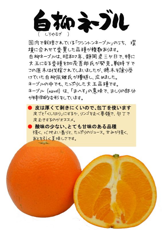 白柳ネーブル　navel orange TX｜心にチクっとささるワードで作る「ちくわPOP（ちくわぽっぷ）」｜農産物直売所やスーパーの青果売り場の活性化に！農に特化したPOPが無料!!