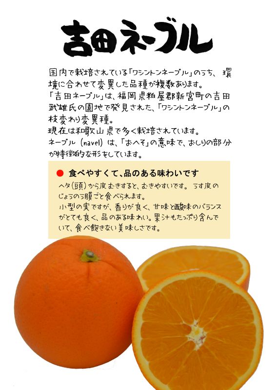 吉田ネーブル　yoshida navel oraｎge　ＴＸ｜心にチクっとささるワードで作る「ちくわPOP（ちくわぽっぷ）」｜農産物直売所やスーパーの青果売り場の活性化に！農に特化したPOPが無料!!